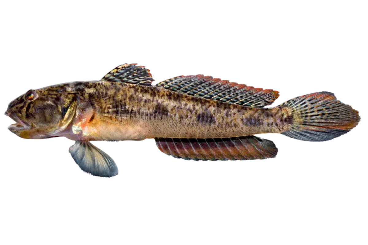 Goby (Family Gobiidae)
