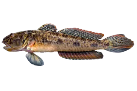Goby