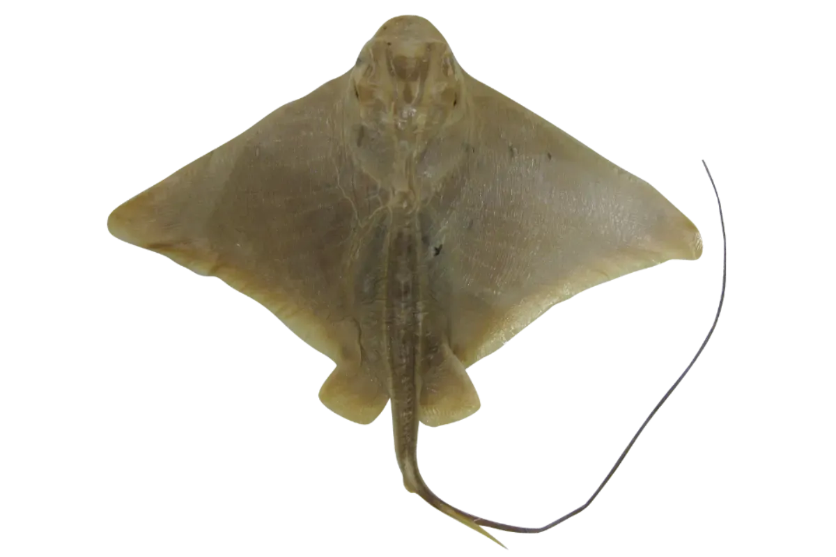 Eagle Ray (Myliobatis aquila)