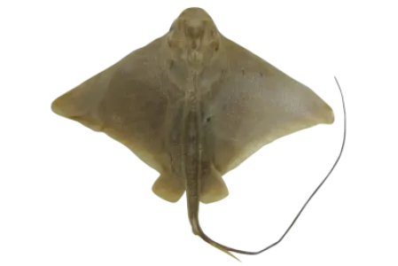 Eagle Ray