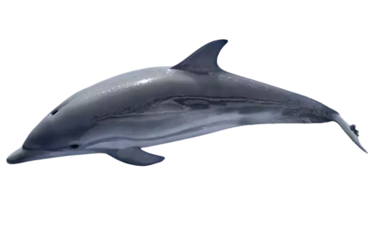 Dolphin (Family Delphinidae)