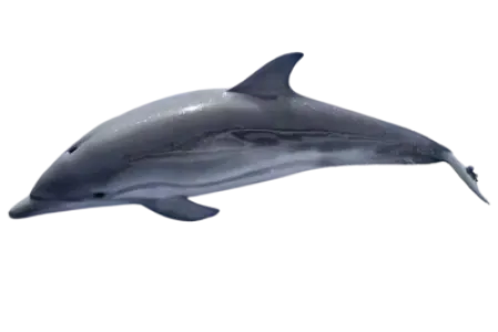 Dolphin