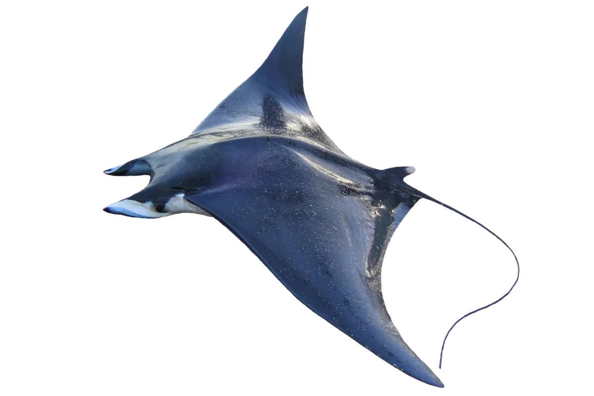 Giant Devil Ray (Mobula mobular)