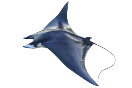 Giant Devil Ray