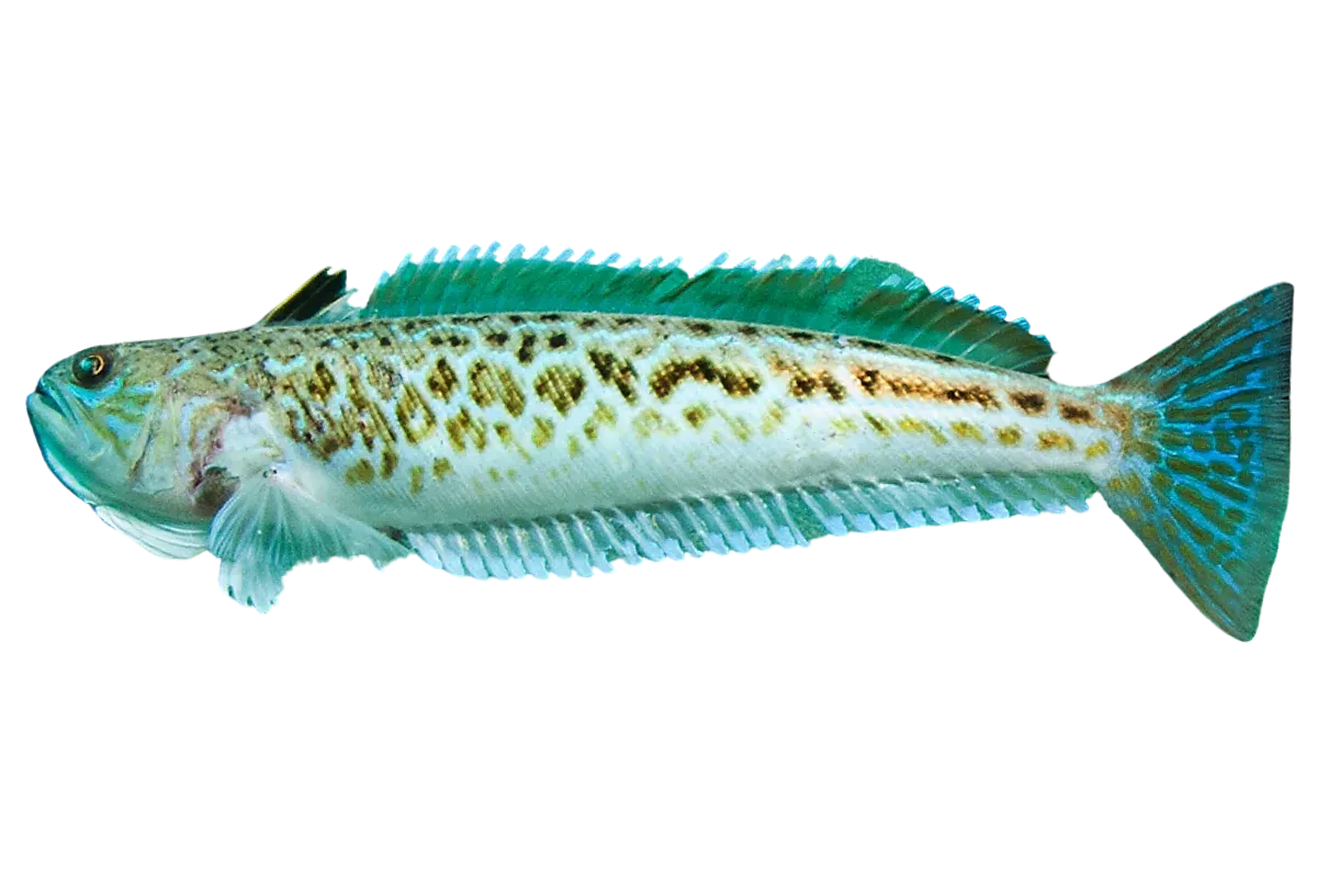 Greater Weever (Trachinus draco)