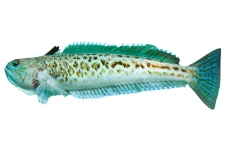 Greater Weever