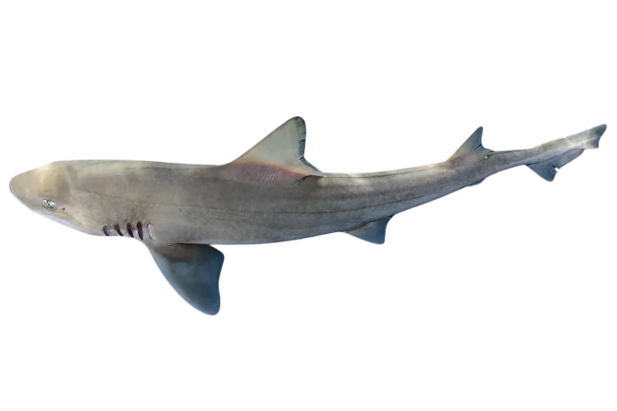 Smooth hound (Mustelus mustelus)