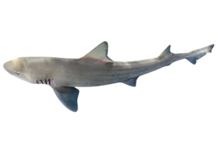 Smooth hound