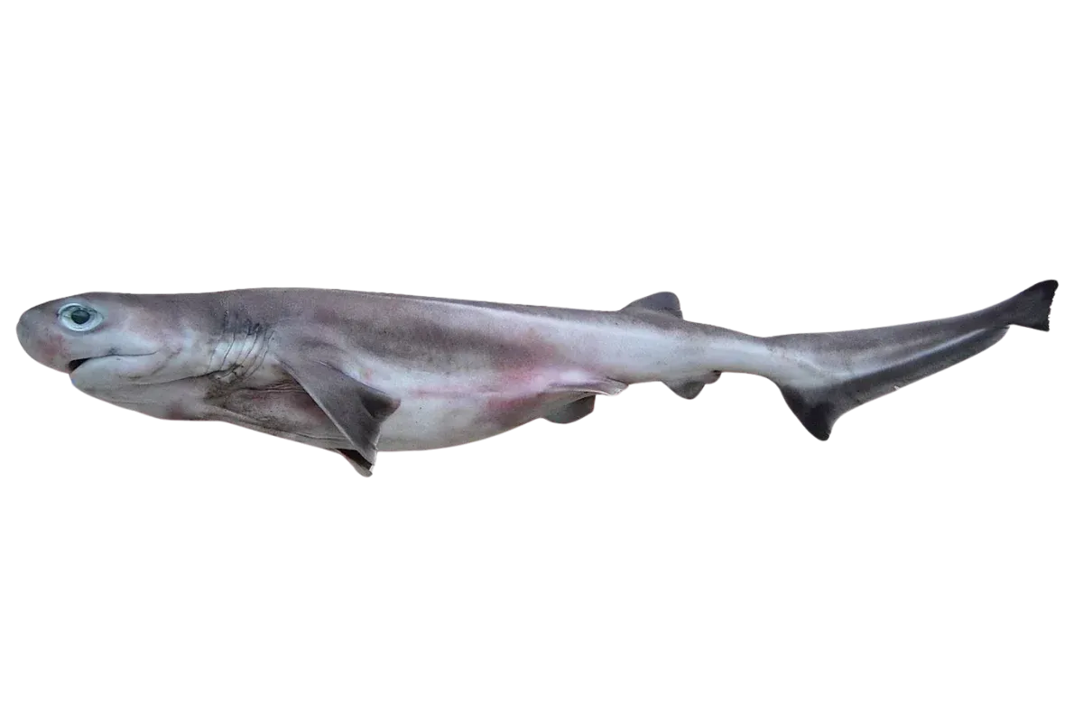 Bluntnose Sixgill Shark (Hexanchus griseus)