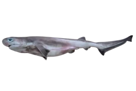 Bluntnose Sixgill Shark