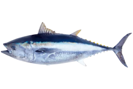 Atlantic Bluefin Tuna