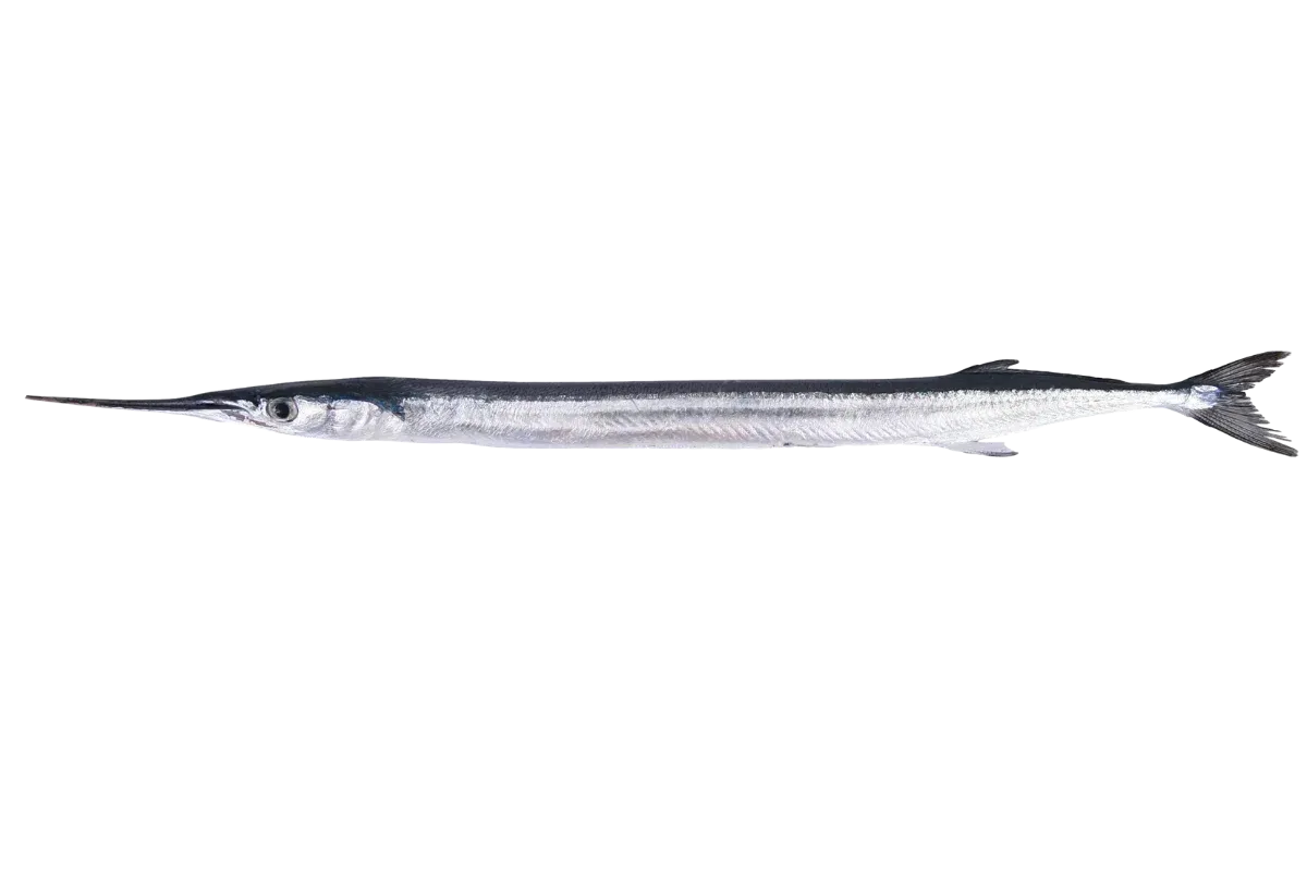 Garfish (Belone belone)