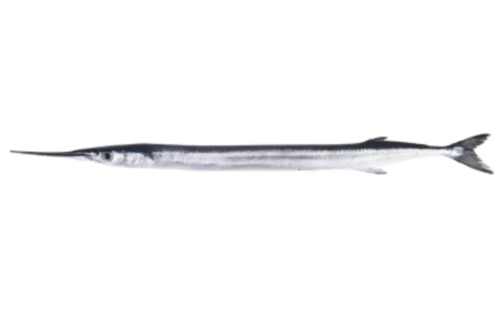 Garfish