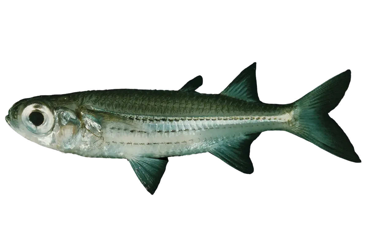 Sand Smelt (Atherina hepsetus, Atherina boyeri, and Atherinomorus lacunosus)