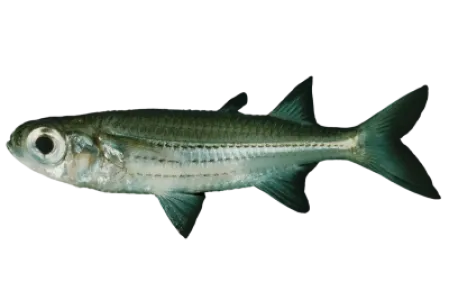Sand Smelt