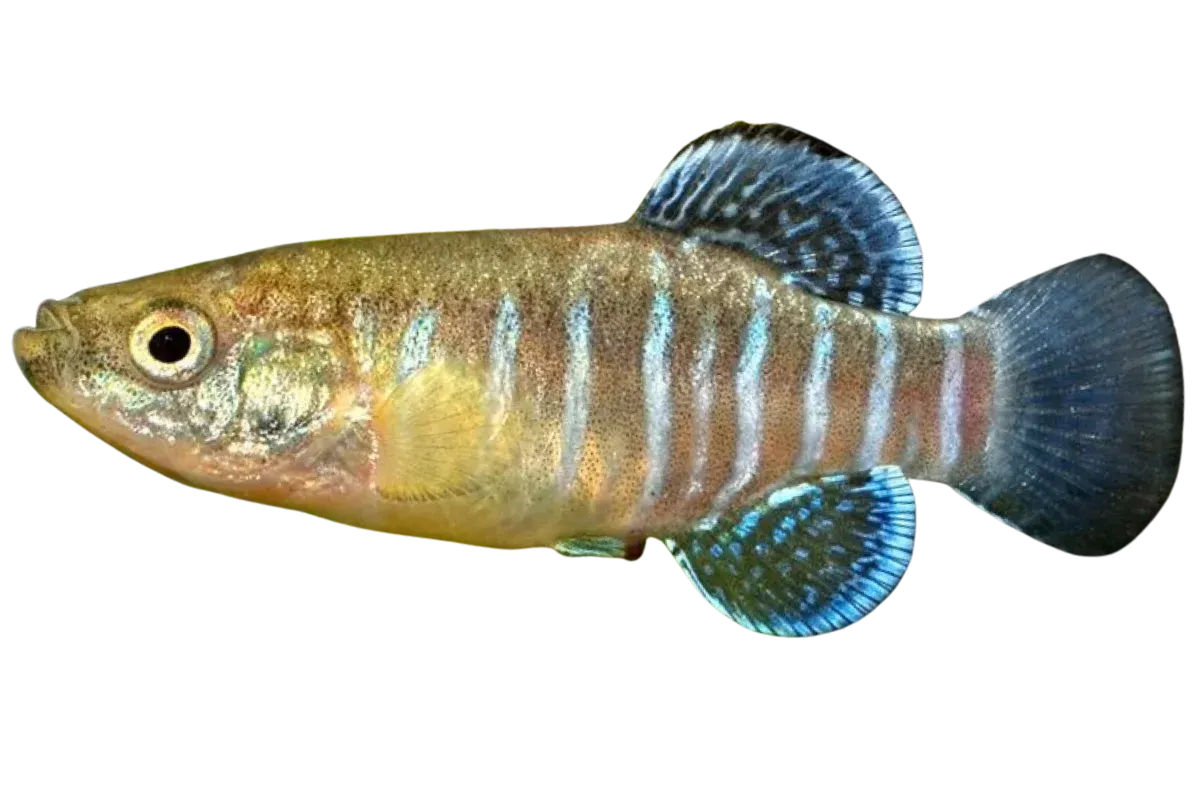 Toothcarp (Aphanius fasciatus)
