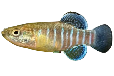 Toothcarp