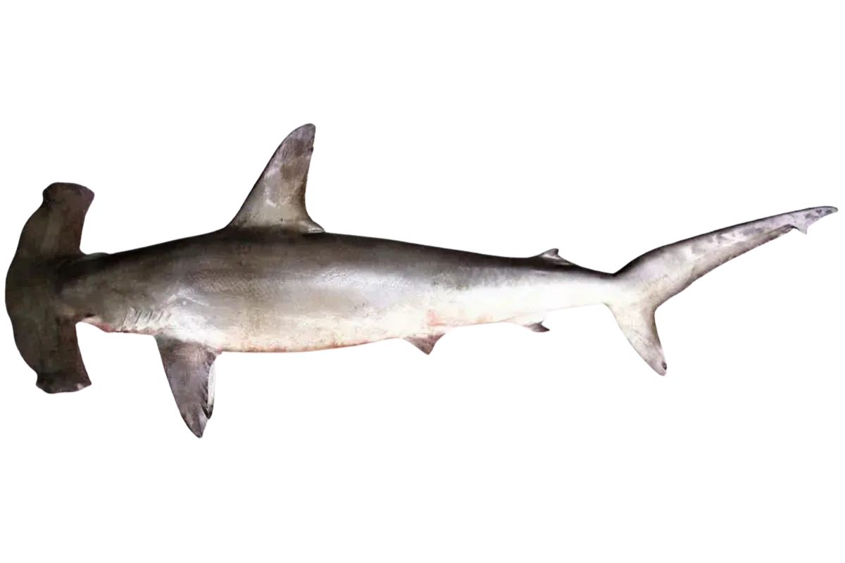 Smooth Hammerhead (Sphyrna zygaena)