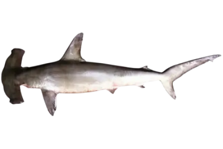 Smooth Hammerhead