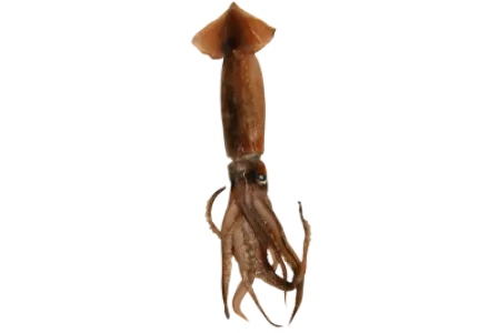 Broadtail Shortfin Squid