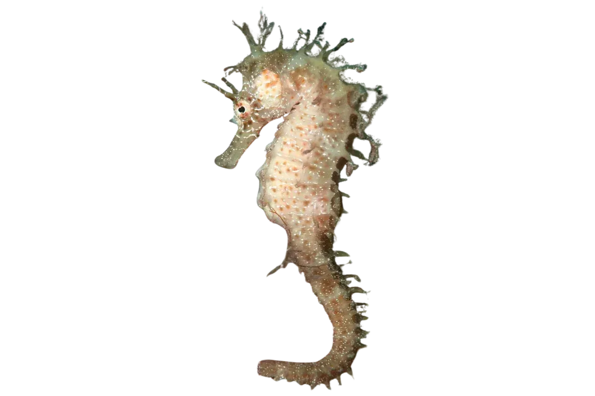 Seahorse (Hippocampus guttulatus / Hippocampus hippocampus)