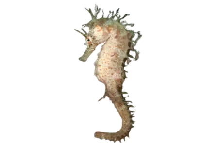 Seahorse