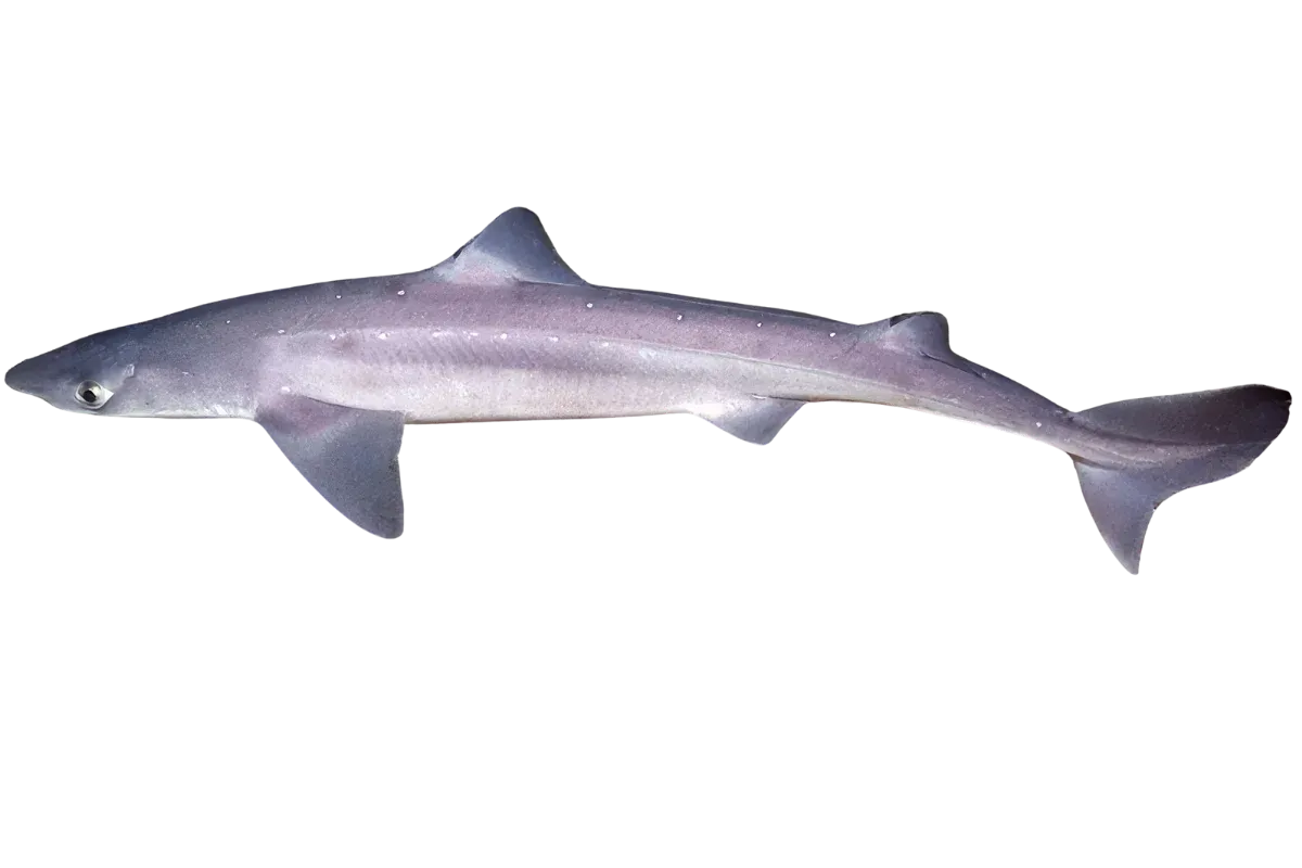 Spiny Dogfish (Squalus acanthias / Squalus blainvillei)