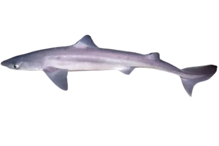 Spiny Dogfish