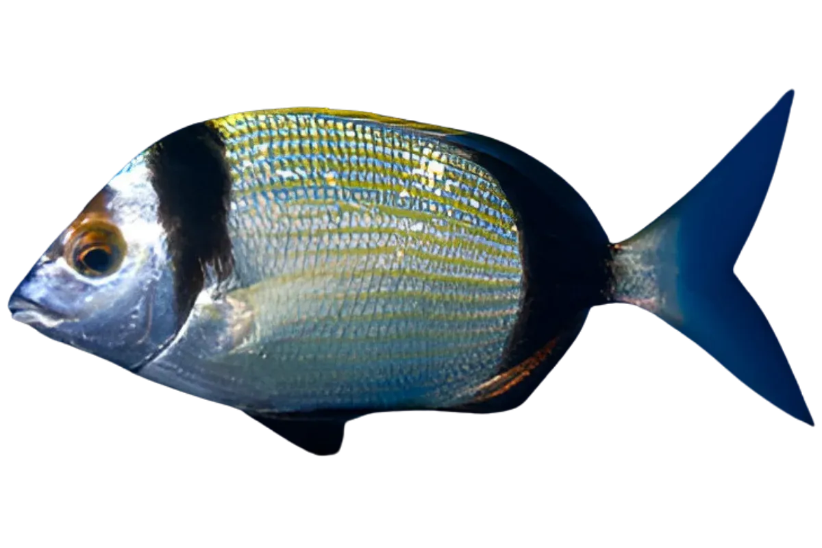 Two banded Seabream (Diplodus vulgaris)