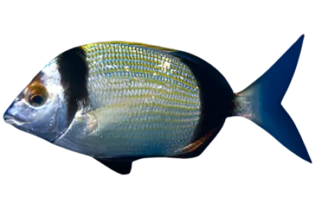 Two banded Seabream