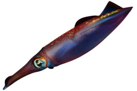 Squid