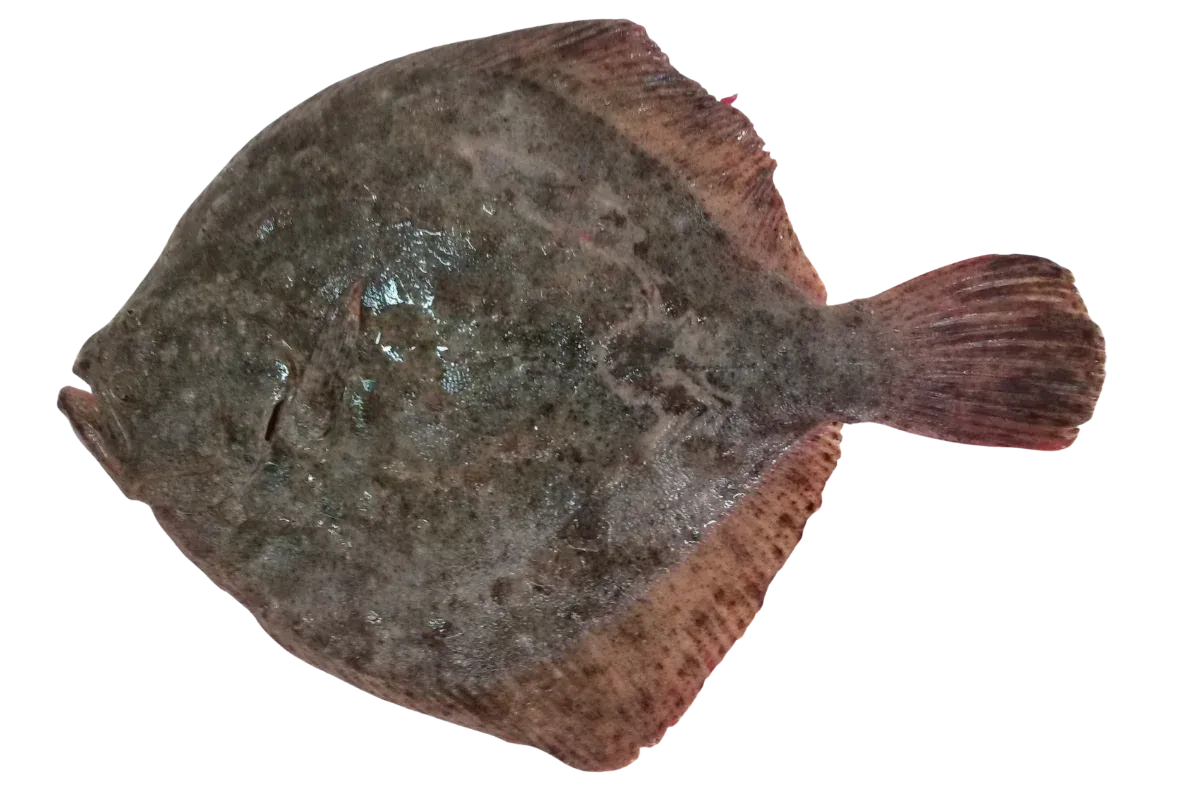 Turbot (Scophthalmus maximus)