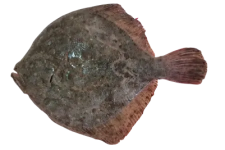 Turbot