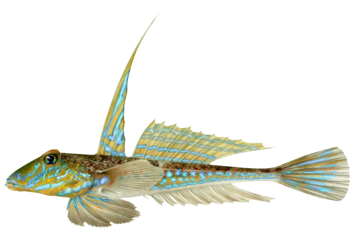 Dragonet (Callionymus lyra / Callionymus maculatus)
