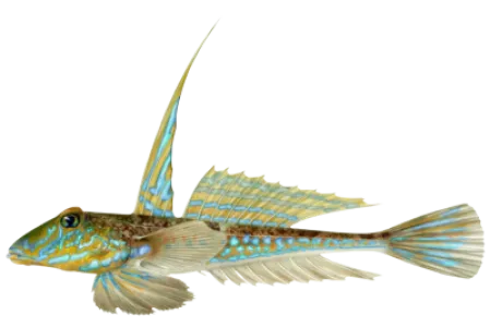 Dragonet