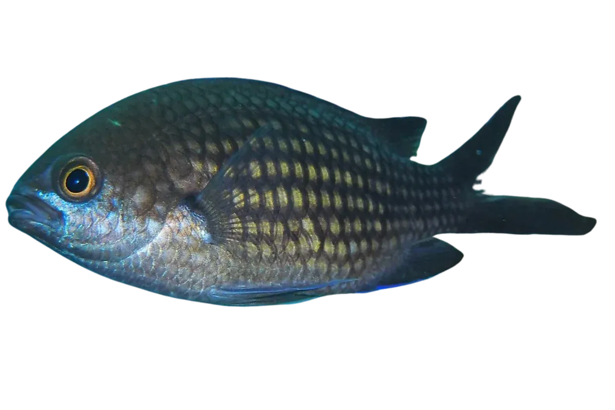 Mediterranean Damselfish (Scientific Name: Chromis chromis)