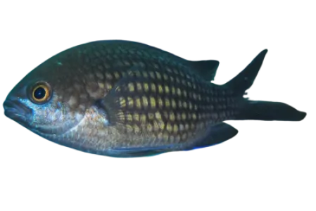 Mediterranean Damselfish