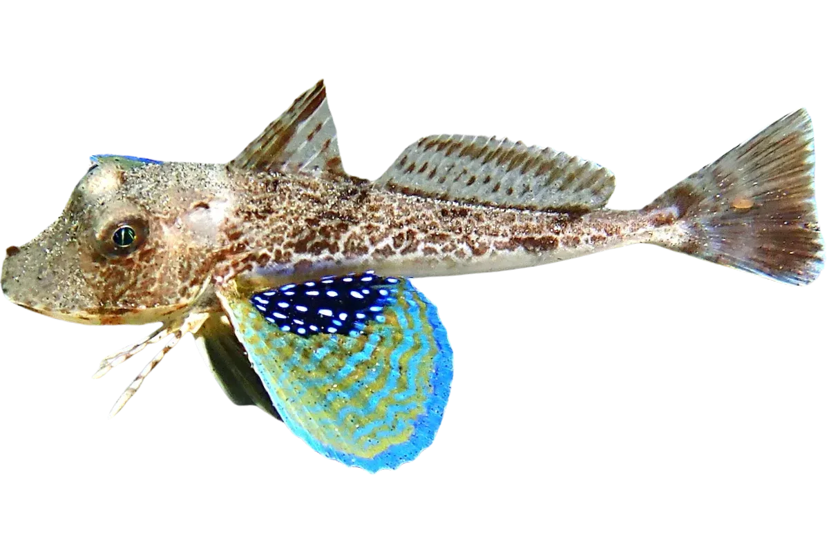 Gurnard (Chelidonichthys lucerna / Trigloporus lastoviza)