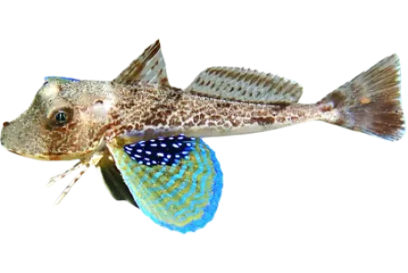 Gurnard