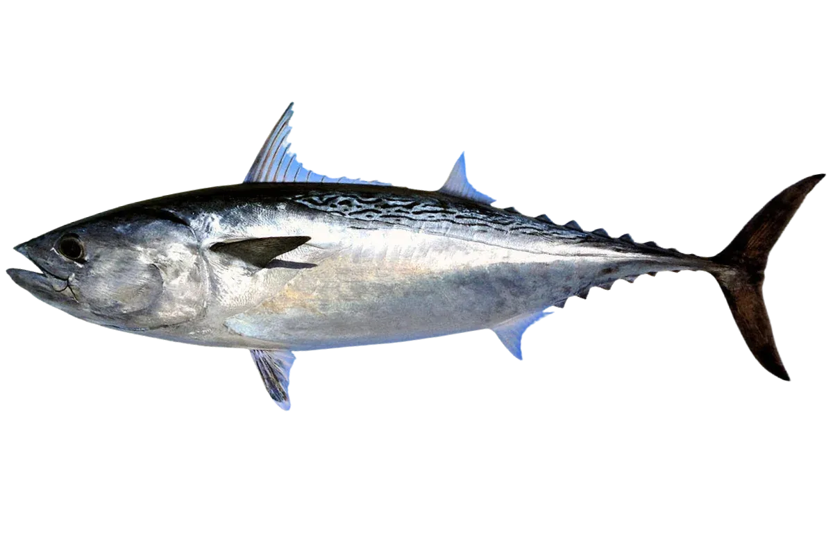Little Tunny (Euthynnus alletteratus)