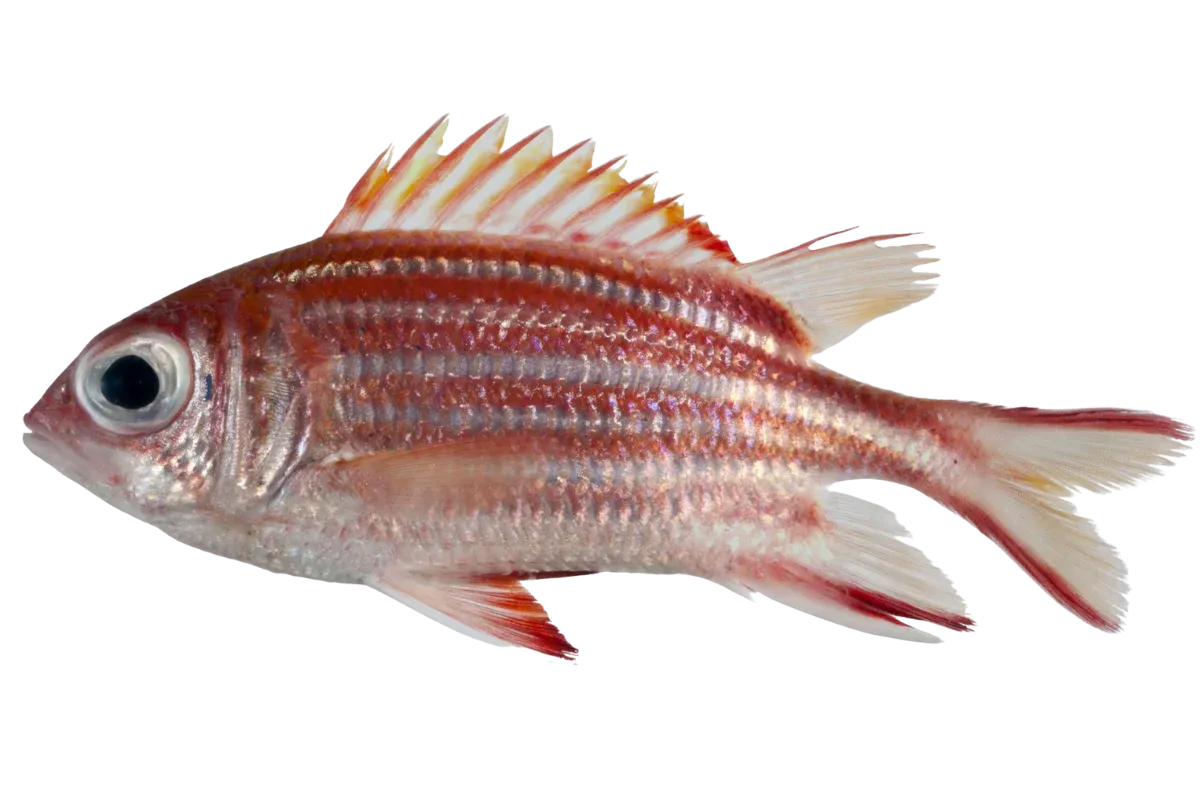 Redcoat Squirrelfish (Sargocentron rubrum)