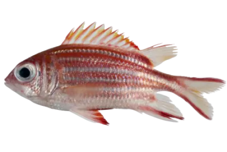 Redcoat Squirrelfish