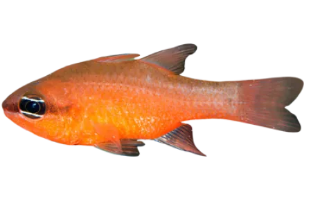 Cardinalfish