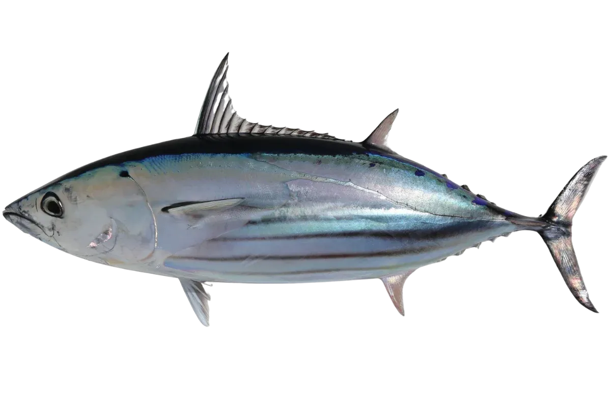 Skipjack Tuna (Katsuwonus pelamis)