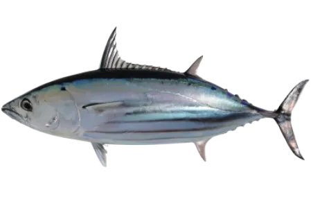 Skipjack Tuna