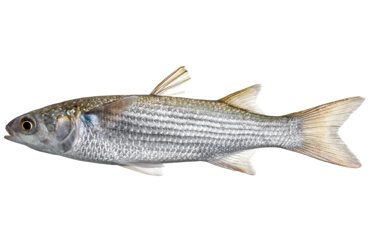 Flathead Grey Mullet (Mugil cephalus / Chelon labrosus / Chelon ramada)