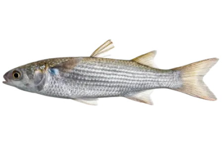 Flathead Grey Mullet