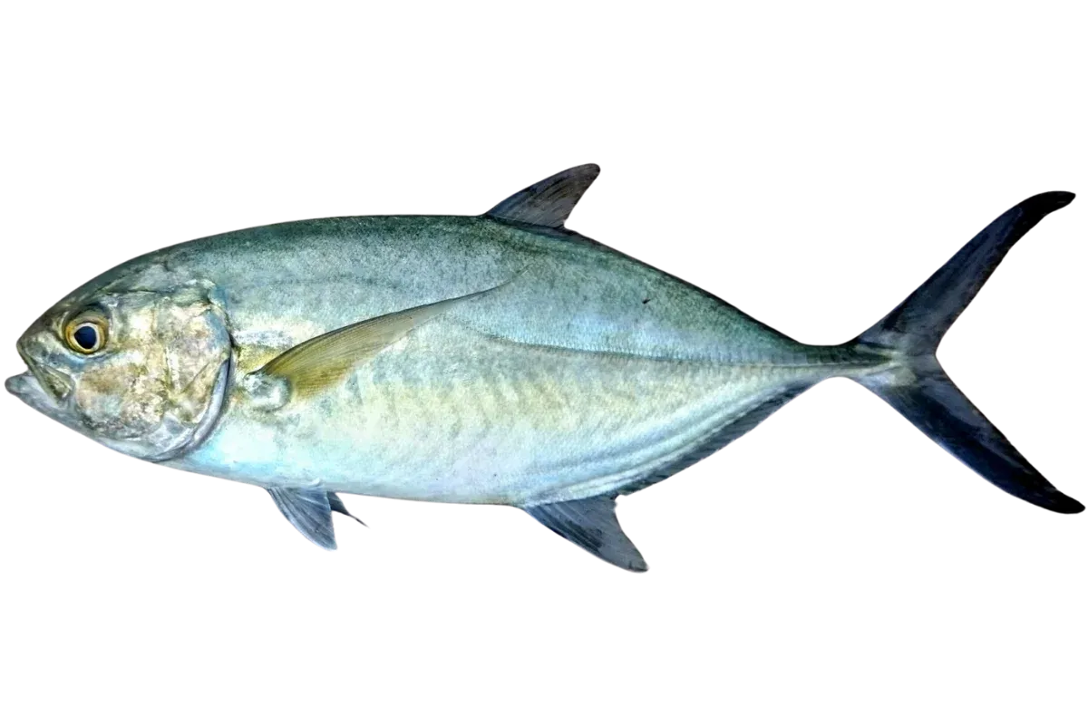 Blue Runner (Caranx crysos)