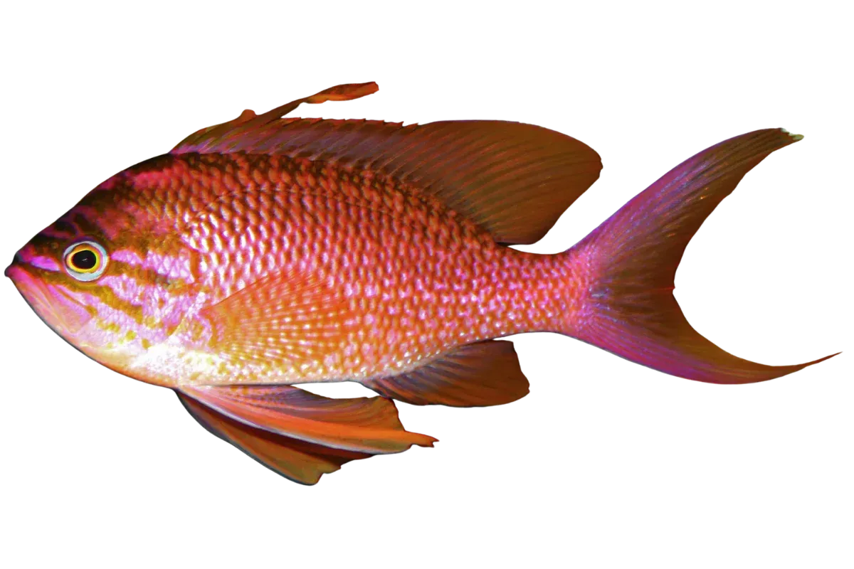Swallowtail Seaperch (Anthias anthias)