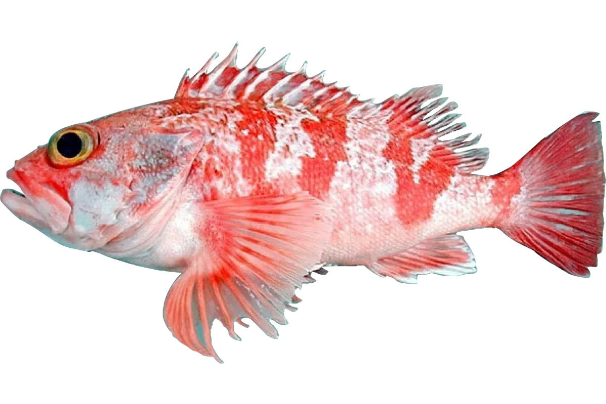 Blackbelly Rosefish (Helicolenus dactylopterus)